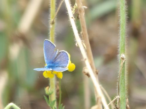 Réf. 222 374 : Polyommatus icarus